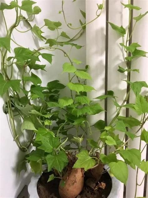 在家種植物|在家裡種什麼花比較好？10種花卉推薦，吉祥、養眼又淨化空氣